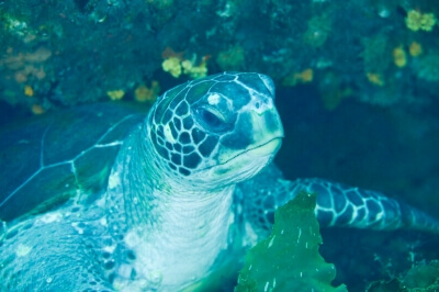 ウミガメの写真