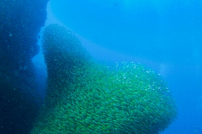 ダイビング中に見れる魚の群れの写真