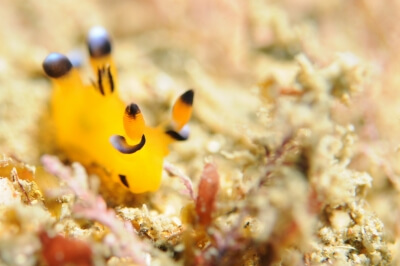 ダイビング中に見れる魚の写真