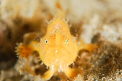 ダイビング中に見れる魚の写真