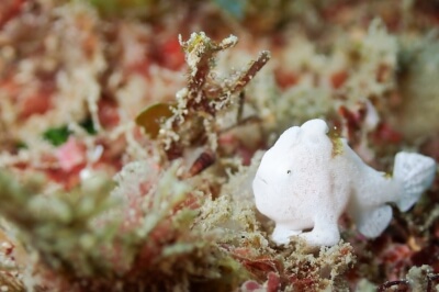 ダイビング中に見れる魚の写真