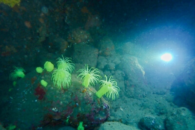 ダイビング中に見れる景色の写真