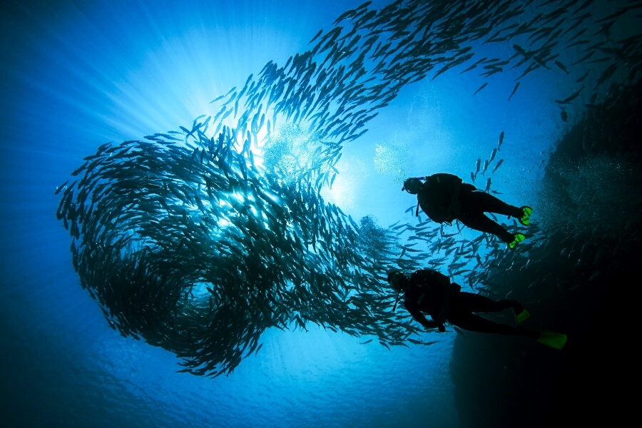 水中で魚群と泳ぐ2人組の写真の写真