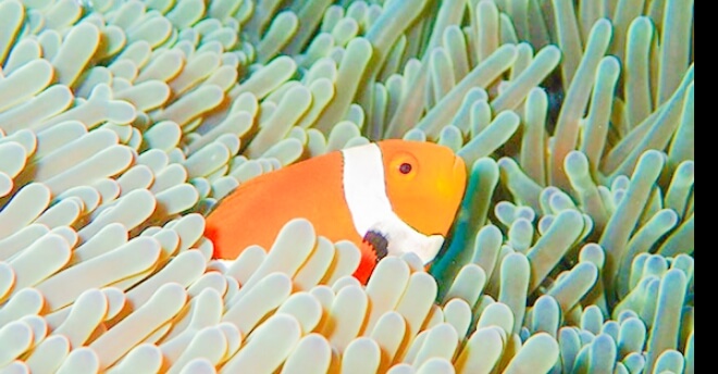 クマノミの写真