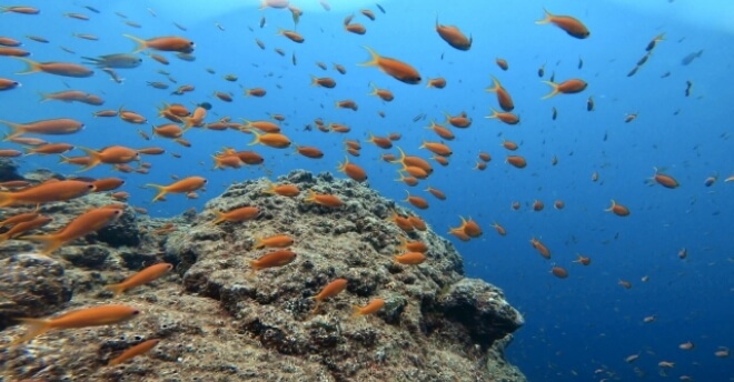 シュノーケリングで見れる水中写真