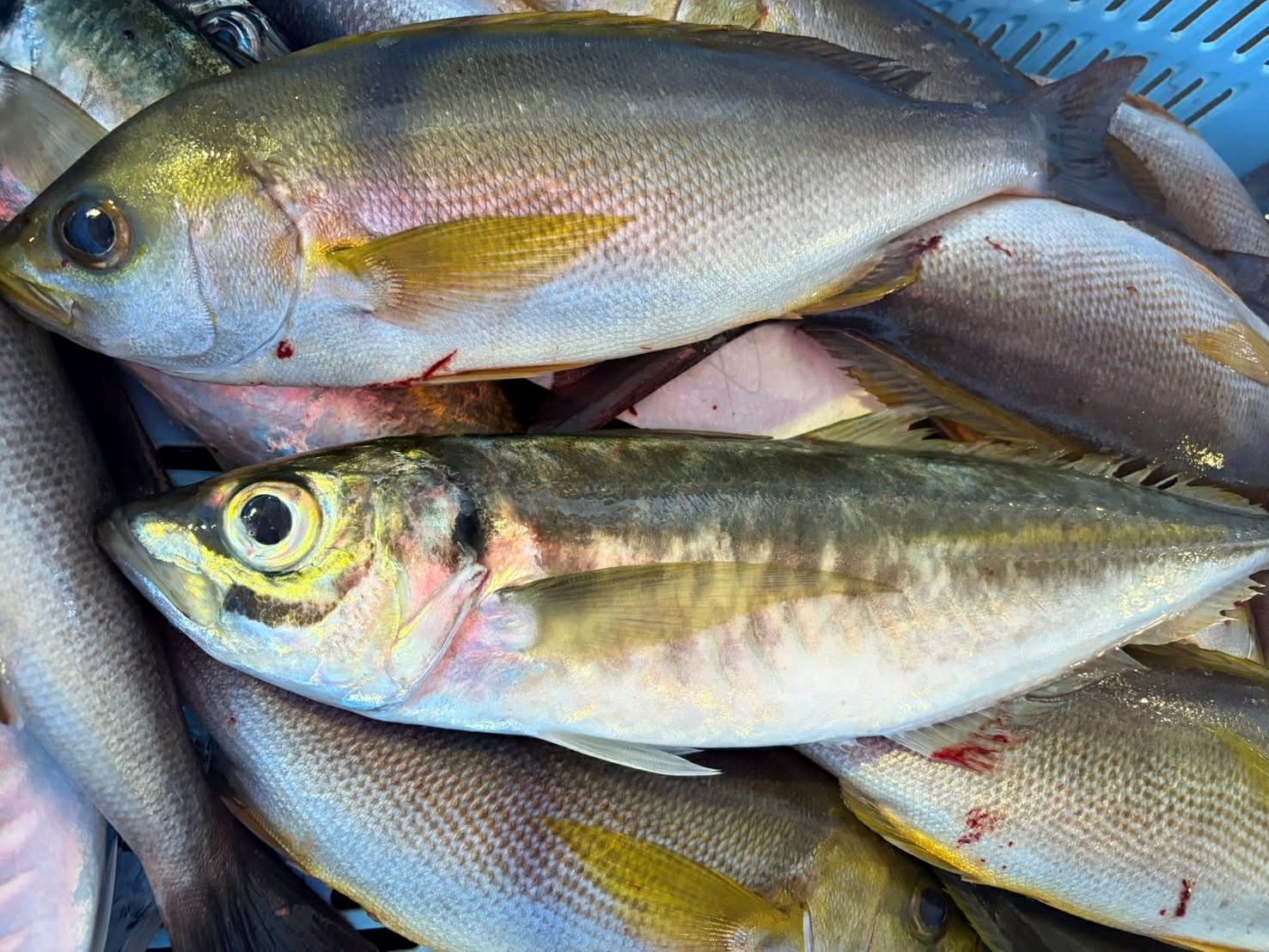 おすすめは寒イサキ＆寒アジ！！