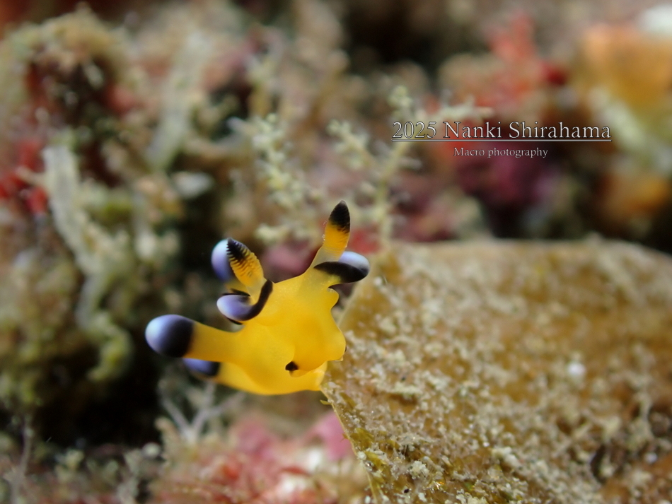 冬～春はウミウシシーズン！！